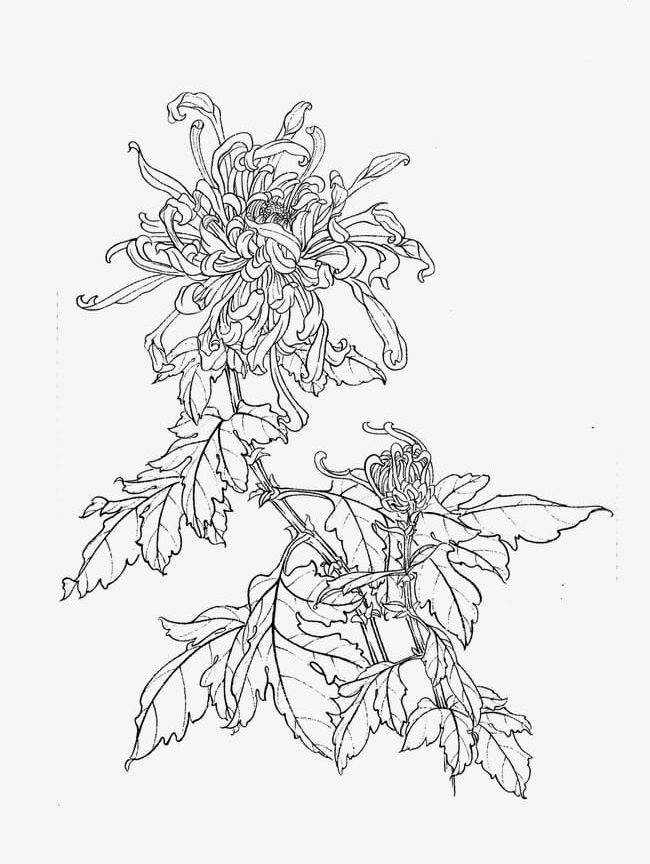 Chrysanthemum Line Drawing PNG, Clipart, Autumn, Chrysanthemum, Chrysanthemum Clipart, Chrysanthemum Tea, Drawing Free PNG Download