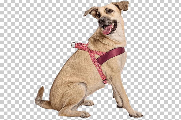 Dog Breed Dog Harness Companion Dog Dog Clothes PNG, Clipart, Animal, Animals, Breed, Cani, Cat Free PNG Download