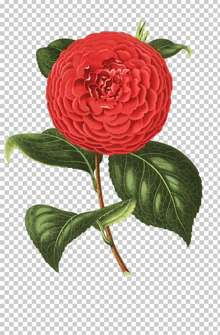 Flower Japanese Camellia Graphic Design PNG, Clipart, Annual Plant, Blossom, Camelia, Camellia, Cut Flowers Free PNG Download