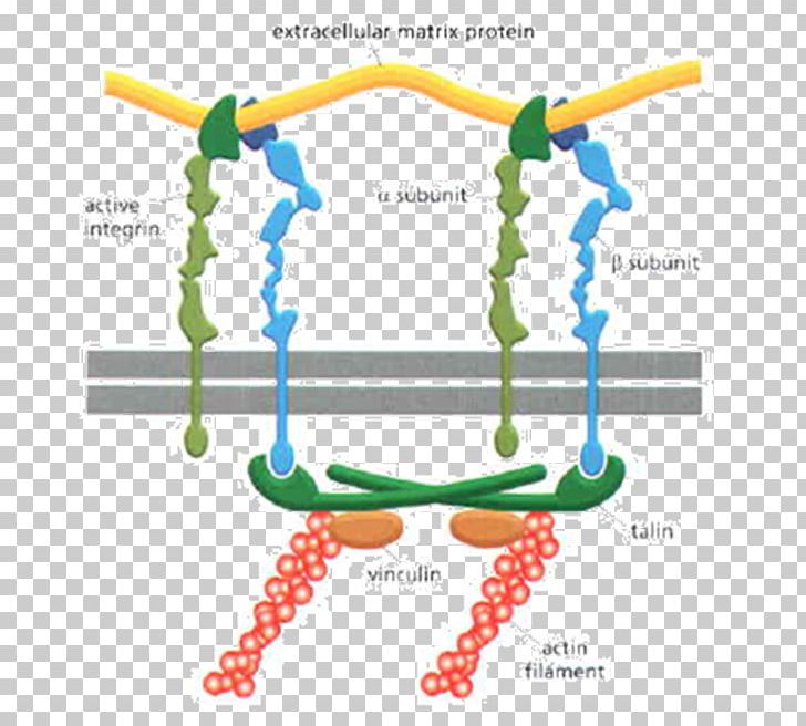 Integrin Extracellular Matrix Laminin Cytoskeleton PNG, Clipart, Actin, Area, Biology, Cell, Cell Adhesion Molecule Free PNG Download