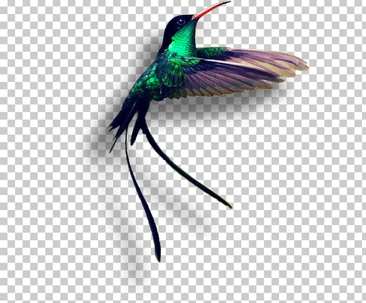 Jamaica Red-billed Streamertail Hummingbird Birdwatching PNG, Clipart, Animal, Animals, Asiatic Peafowl, Beak, Bird Free PNG Download