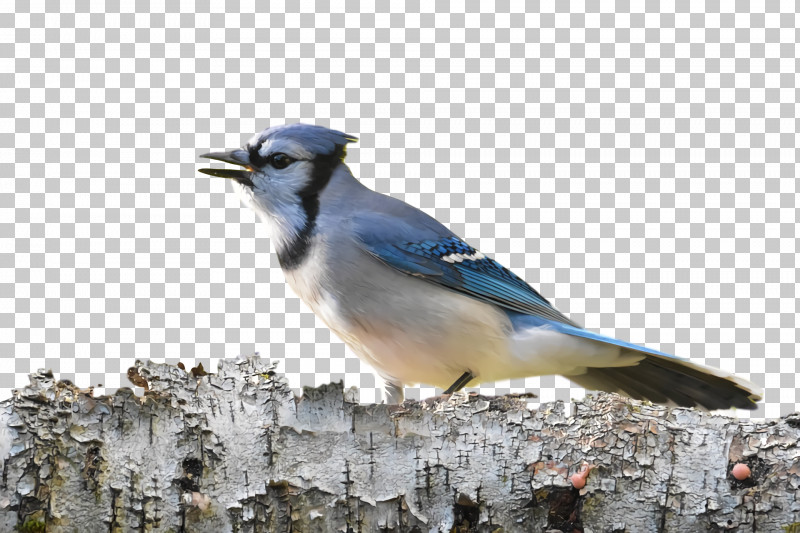 Blue Jay Birds Songbirds Bluebirds Crows PNG, Clipart, Beak, Biology, Birds, Bluebirds, Blue Jay Free PNG Download