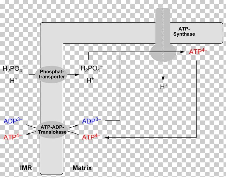 ADP/ATP Translocase Adenosine Diphosphate Adenosine Triphosphate Oxidative Phosphorylation PNG, Clipart, Adenosine Diphosphate, Adenosine Triphosphate, Angle, Atp, Cell Free PNG Download