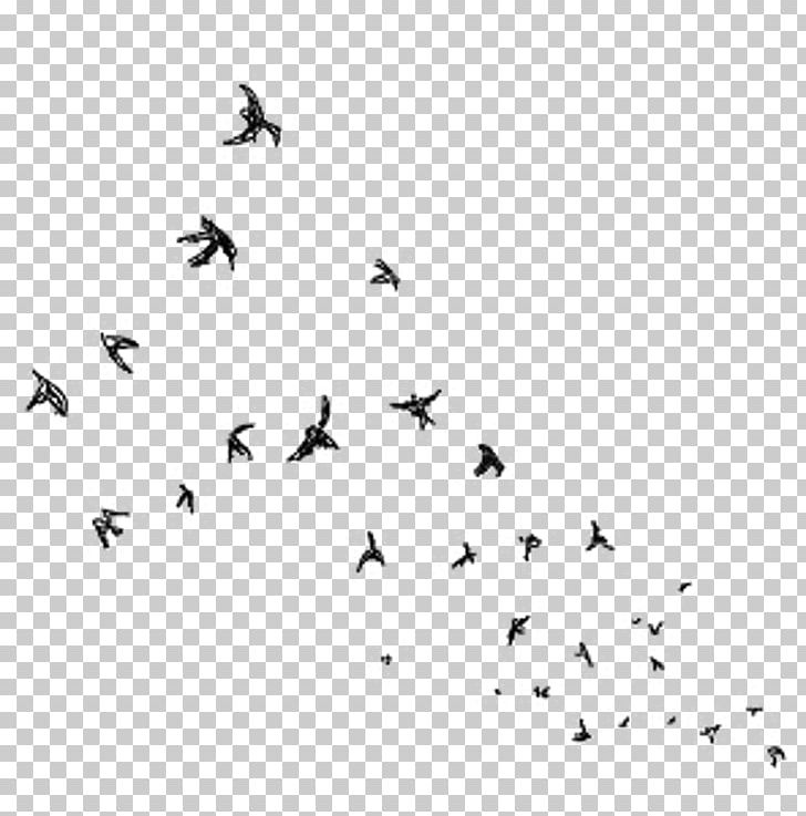 Bird Migration Wings PNG, Clipart, Animal Migration, Animals, Ballet, Beak, Bird Free PNG Download