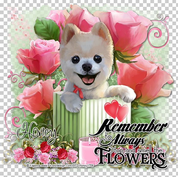 Pomeranian Puppy Dog Breed Companion Dog Toy Dog PNG, Clipart, Breed, Carnivoran, Companion Dog, Cut Flowers, Dog Free PNG Download