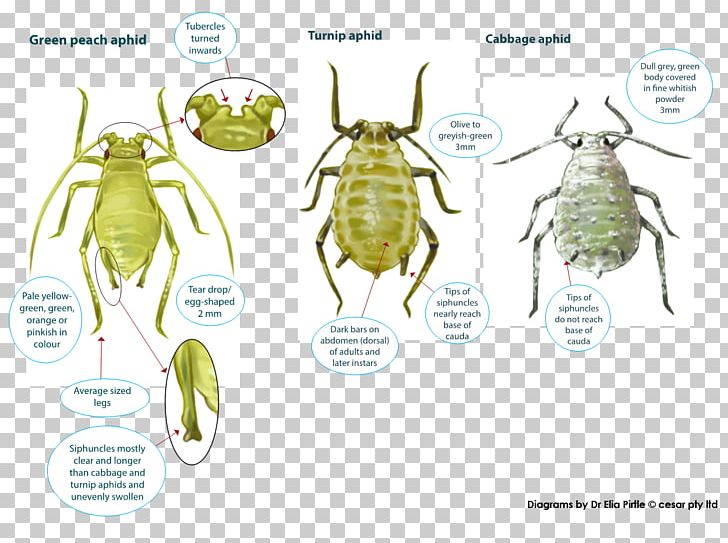 Insect Myzus Persicae Russian Wheat Aphid Pest Cotton Bollworm PNG, Clipart, Amphibian, Animal, Aphid, Aphididae, Arthropod Free PNG Download