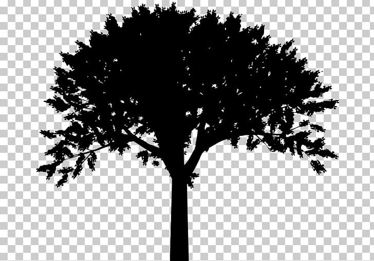 Silhouette Tree PNG, Clipart, Animals, Black And White, Branch, Clip, Color Free PNG Download