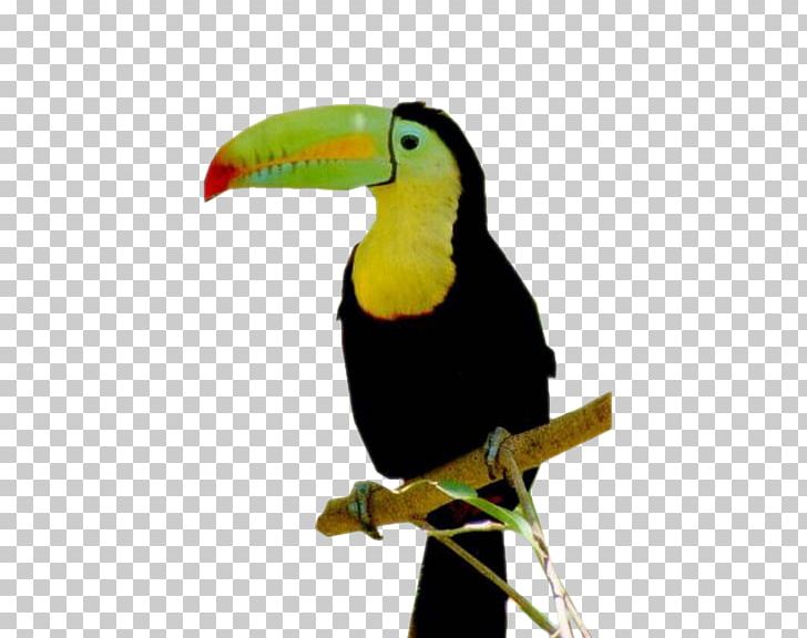 Keel-billed Toucan Bird Channel-billed Toucan Beak Reptile PNG, Clipart, Animals, Beak, Bird, Bird Nest, Canopy Free PNG Download