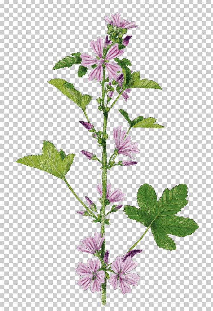 Mallow Hyssopus Catnips Subshrub Violet PNG, Clipart, Fleur Mauve, Flower, Flowering Plant, Herb, Herbalism Free PNG Download