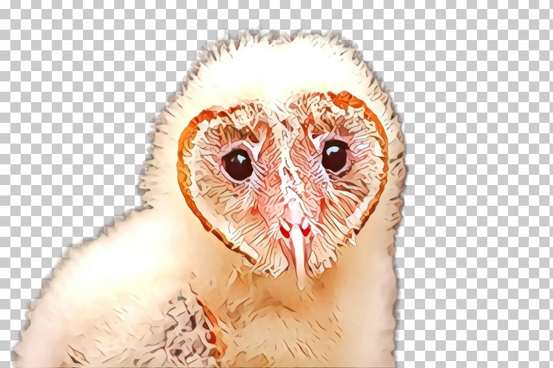 Barn Owl Owl Bird Bird Of Prey Beak PNG, Clipart, Barn Owl, Beak, Bird, Bird Of Prey, Owl Free PNG Download
