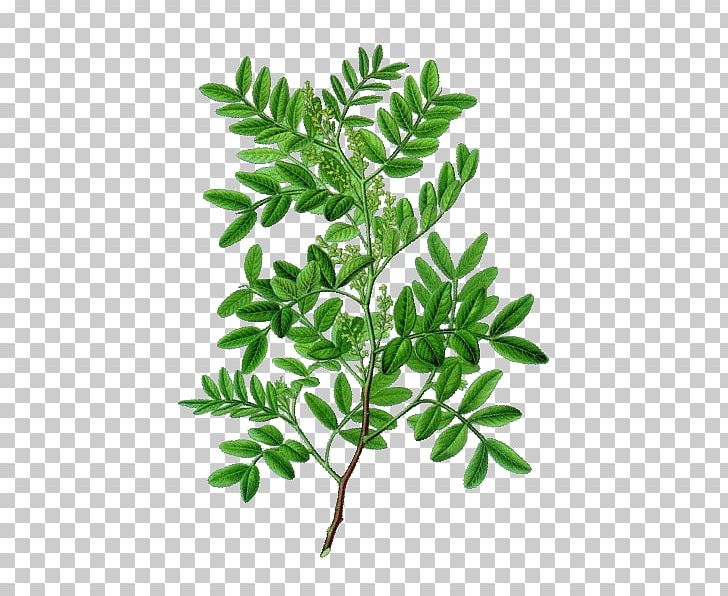 Medicinal Plants Pistacia Lentiscus Oil Leaf PNG, Clipart, Aromatherapy, Branch, Curry Tree, Essential Oil, Food Drinks Free PNG Download