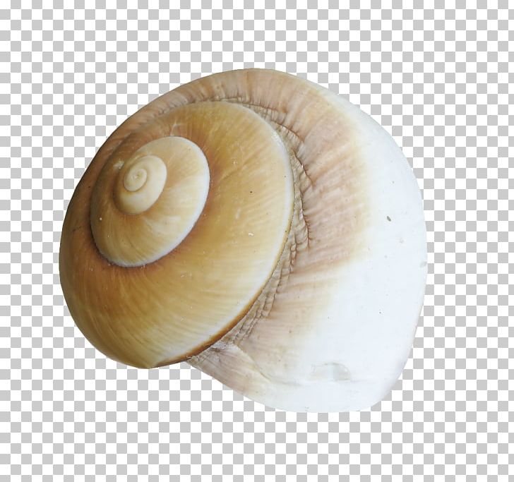 Sea Snail Conchology Seashell Mollusc Shell PNG, Clipart, 2017, Baltic Clam, Blog, Conch, Conchology Free PNG Download