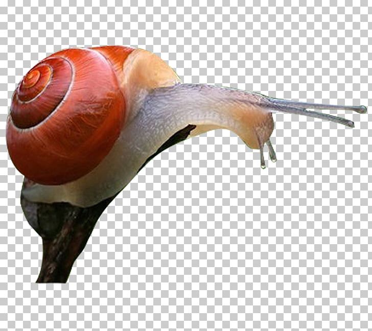 Escargot Snail Orthogastropoda PNG, Clipart, Animal, Animals, Baby Crawling, Concepteur, Crawl Free PNG Download