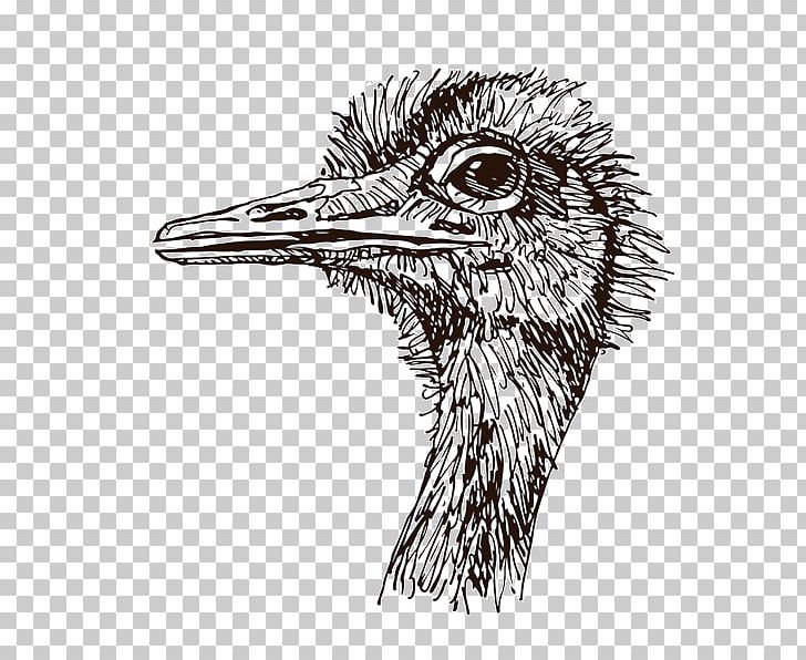 Flightless Bird Common Ostrich Africa Animal PNG, Clipart, Africa, Animal, Animals, Beak, Bird Free PNG Download