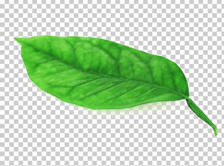 Juice Lemonade Citron Leaf PNG, Clipart, Autumn Leaves, Banana Leaves, Citron, Citrus, Fall Leaves Free PNG Download