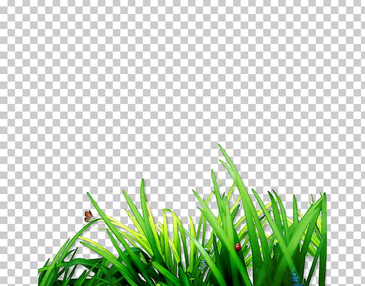 Lawn Computer File PNG, Clipart, Artificial Grass, Cartoon Grass, Computer File, Computer Wallpaper, Creative Grass Free PNG Download
