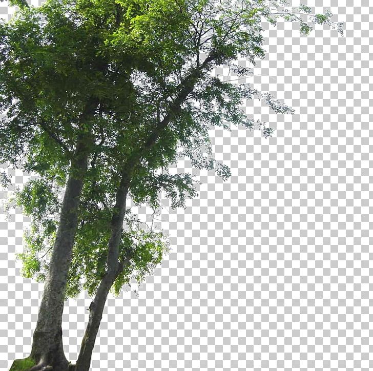 Tree Landscape PNG, Clipart, Branch, Carpinus Betulus, Computer Graphics, Encapsulated Postscript, Foreground Tree Free PNG Download