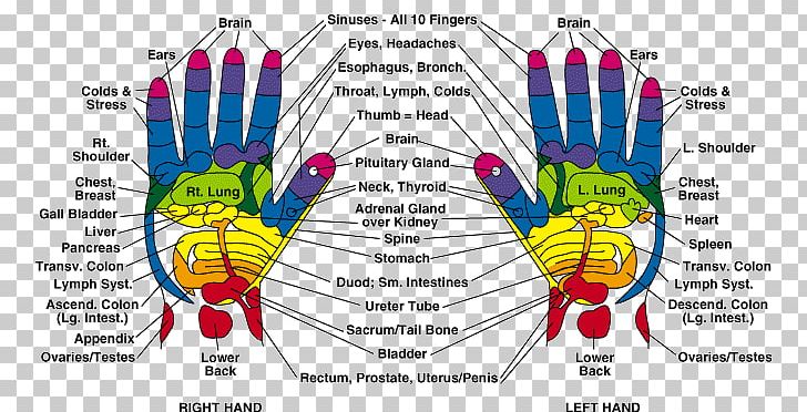 Foot Reflexology Hand Reflexology: A Practical Introduction Acupressure Pressure Point PNG, Clipart, Acupressure, Acupuncture, Alternative Health Services, Chart, Diagram Free PNG Download