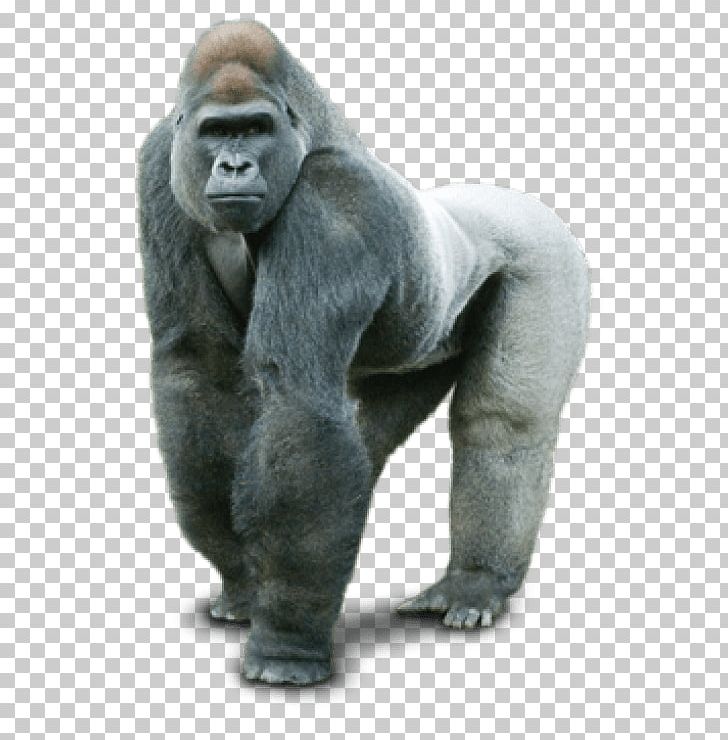 Gorilla Portable Network Graphics Desktop PNG, Clipart, Animals, Common Chimpanzee, Computer Icons, Desktop Wallpaper, Download Free PNG Download