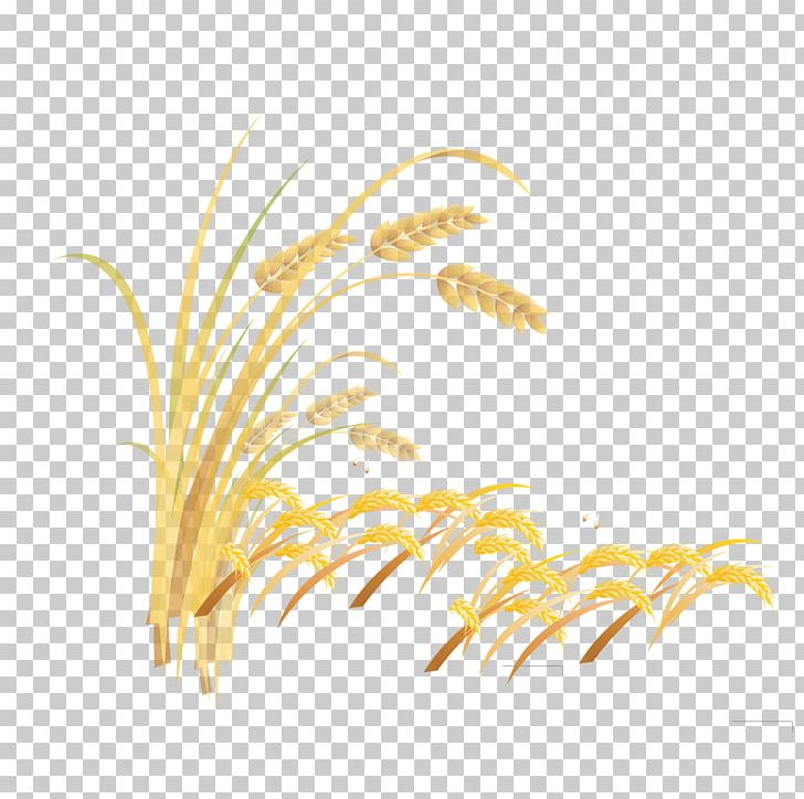 Grasses Rice Grain Font PNG, Clipart, Cartoon Wheat, Cereal, Commodity, Font, Food Grain Free PNG Download