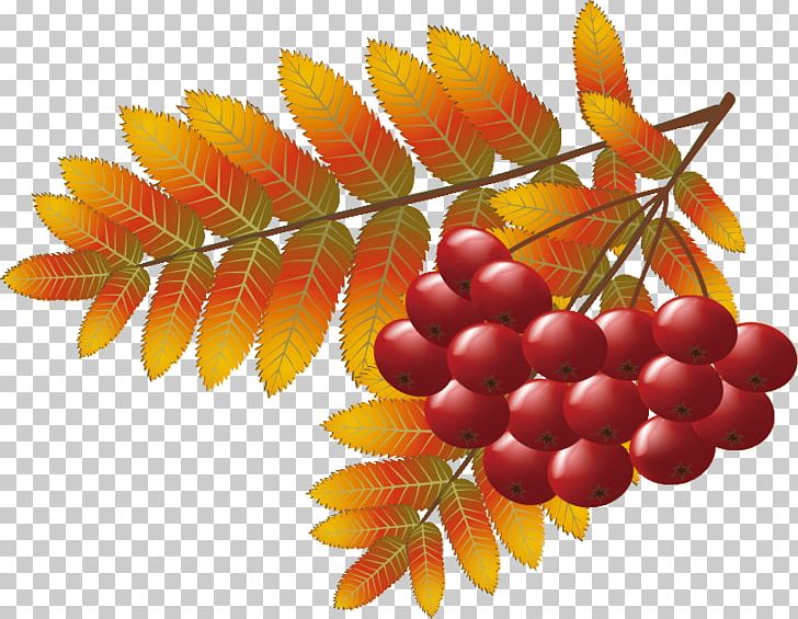 Mountain-ash Leaf PNG, Clipart, Berry, Desktop Wallpaper, Digital Image, Food, Fruit Free PNG Download