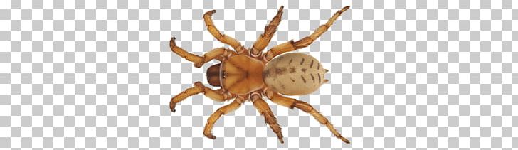 Insect 2017 Riot Fest PNG, Clipart, Animal, Animals, Arachnid, Araneus, Arthropod Free PNG Download