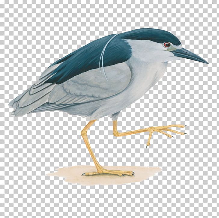 Water Bird Black-crowned Night Heron PNG, Clipart, Animals, Beak, Bird, Blackcrowned Night Heron, Blacknecked Stork Free PNG Download