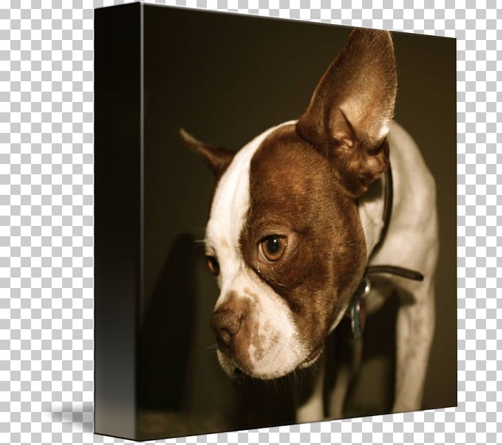 Boston Terrier Dog Breed Non-sporting Group Snout Ear PNG, Clipart, Boston Terrier, Breed, Carnivoran, Dog, Dog Breed Free PNG Download
