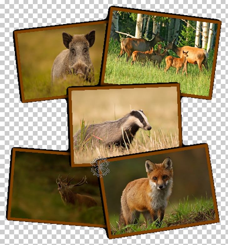 Dog Breed Snout Frames Marsupial PNG, Clipart, Animals, Breed, Carnivoran, Dog, Dog Breed Free PNG Download