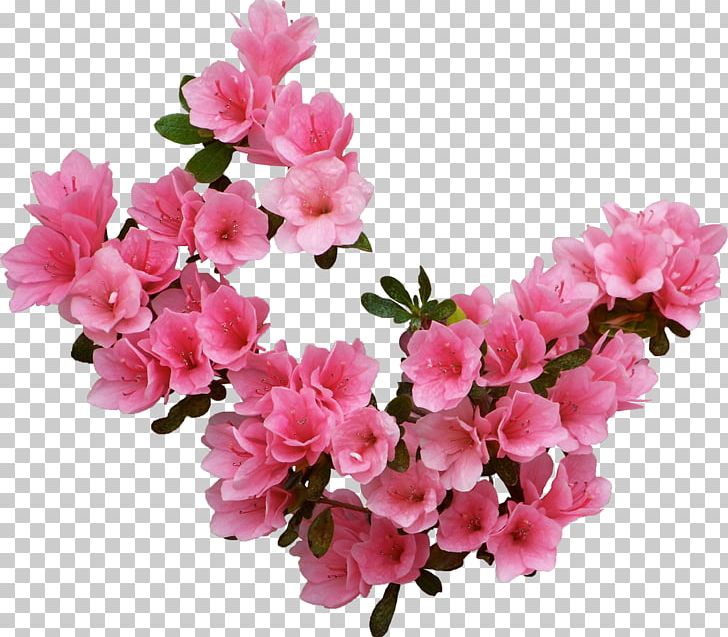 Flower Information PNG, Clipart, Azalea, Blossom, Branch, Cdr, Cherry Blossom Free PNG Download