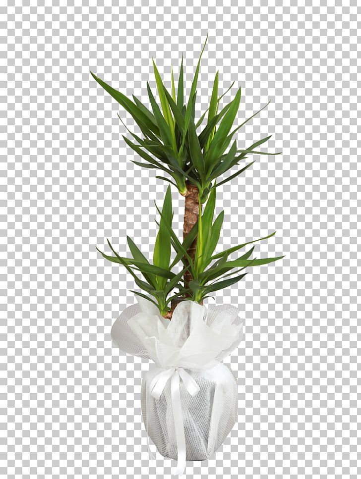 ıhlamur çiçekçilik Flowerpot Floristry Ornamental Plant PNG, Clipart, Bonsai, Ceramic, Cicek, Cut Flowers, Dracaena Free PNG Download