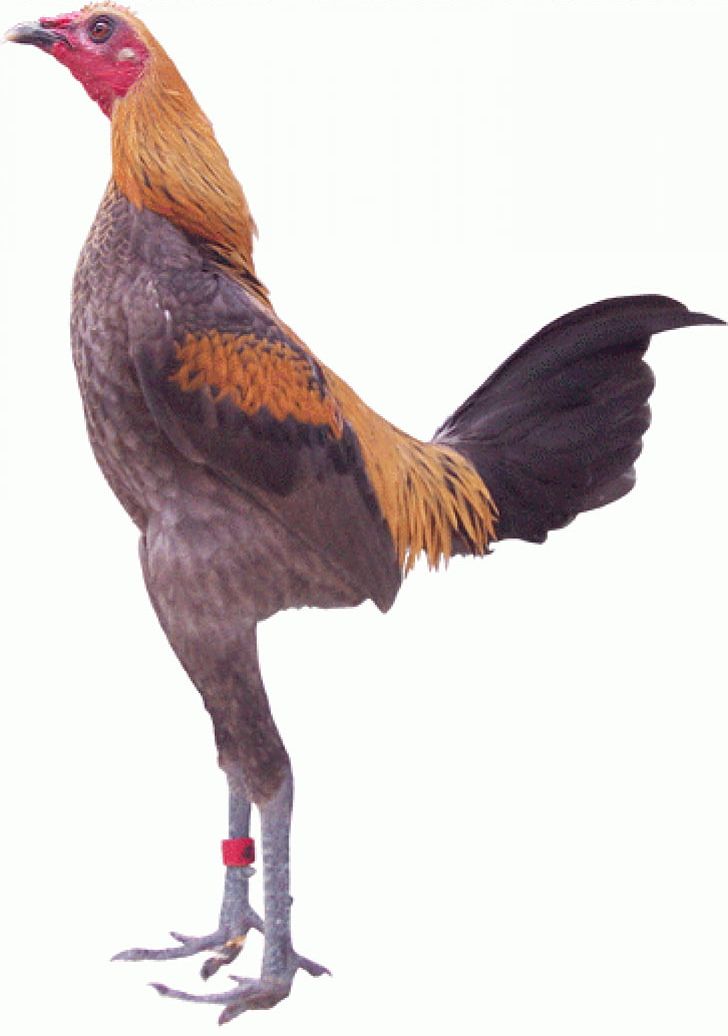 Modern Game Fowl Phoenix Chicken American Game Australorp Bantam PNG, Clipart, American Game, Animals, Australorp, Bantam, Beak Free PNG Download