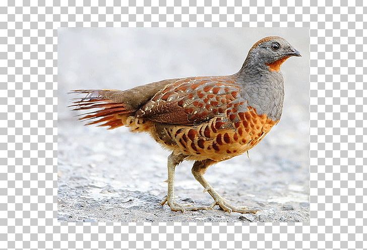 Mountain Bamboo Partridge Pheasant Bird Perdix PNG, Clipart, Animals, Beak, Bird, Fauna, Feather Free PNG Download