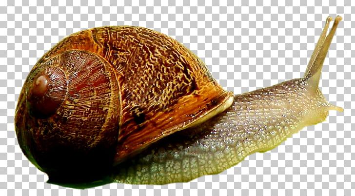 Pond Snails Sea Snail Animal Gastropods PNG, Clipart, Animal, Animals, Cockle, Escargot, Gastropods Free PNG Download