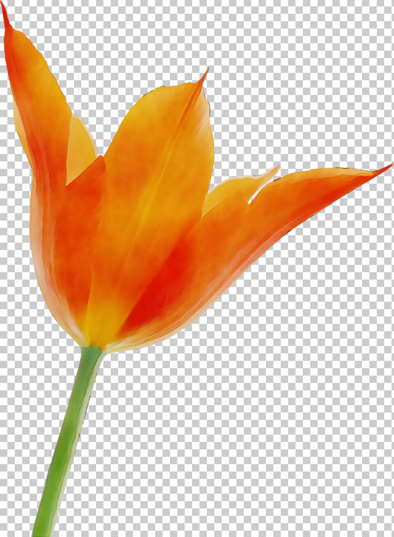 Bird Of Paradise PNG, Clipart, Bird Of Paradise, Flower, Lady Tulip, Lily Family, Orange Free PNG Download