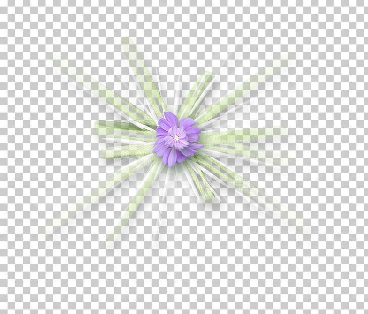Close-up PNG, Clipart, Closeup, Flower, Kandil, Others, Petal Free PNG Download