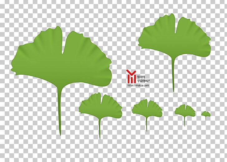 Computer Icons Ginkgo Biloba PNG, Clipart, Computer Icons, Ginkgo Biloba, Gradbeteckning, Grass, Green Free PNG Download