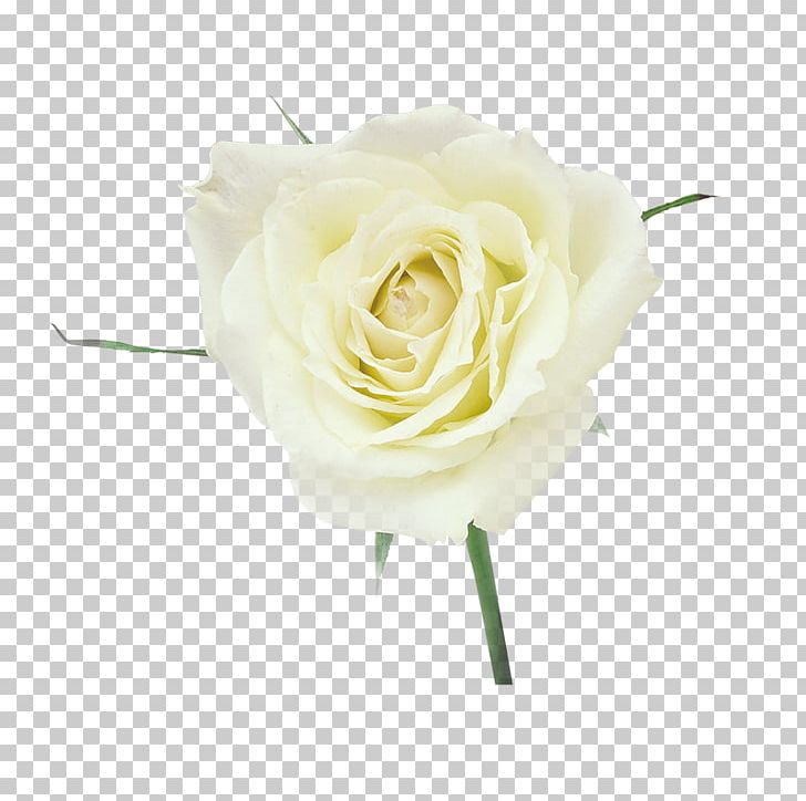 Garden Roses Petal Floristry Cut Flowers PNG, Clipart, Artificial Flower, Beach Rose, Cut Flowers, Floristry, Flower Free PNG Download