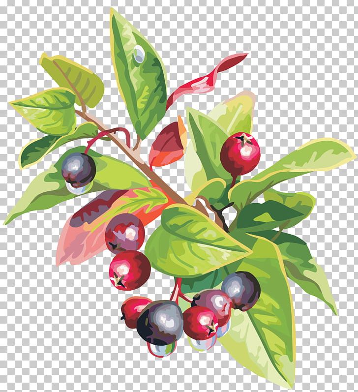 Lingonberry Fruit Food PNG, Clipart, Aristotelia Chilensis, Berries, Berry, Bilberry, Blueberry Free PNG Download