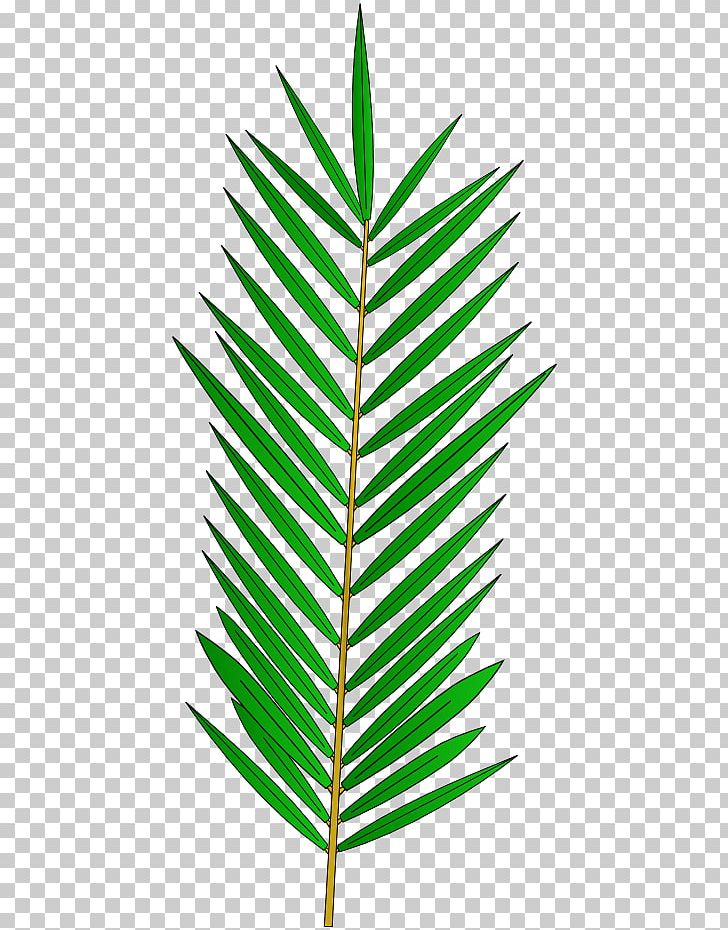 Arecaceae Grasses Line Plant Stem Leaf PNG, Clipart, Arecaceae, Arecales, Family, Grass, Grasses Free PNG Download