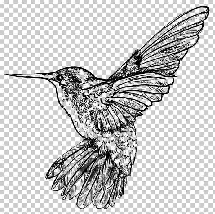 Hummingbird Work Of Art Sketch PNG, Clipart, Art, Artist, Artwork, Beak, Bird Free PNG Download
