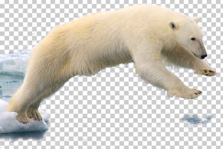 Spitsbergen Polar Bear Walrus PNG, Clipart, Animal, Animals, Arctic, Bear, Carnivoran Free PNG Download