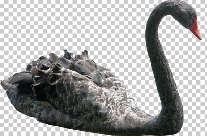 Black Swan Bird Black-necked Swan PNG, Clipart, Animals, Beak, Bird, Blacknecked Swan, Black Swan Free PNG Download