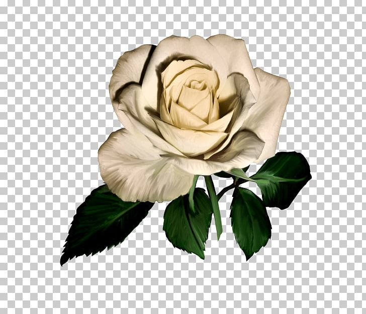 Garden Roses Flower PNG, Clipart, Cut Flowers, Download, Flower, Flower Flower, Flowering Plant Free PNG Download