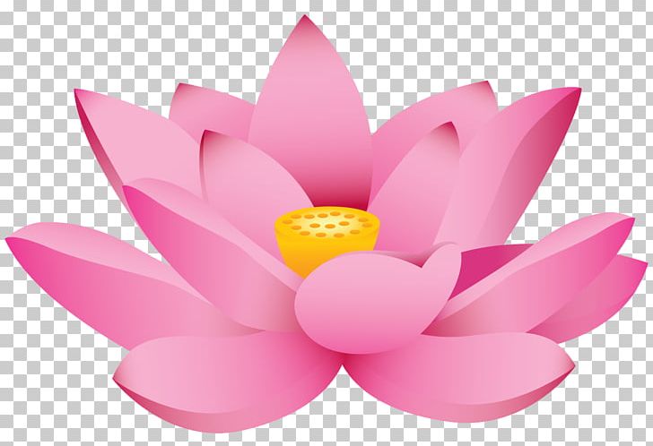 Nelumbo Nucifera Drawing PNG, Clipart, Aquatic Plant, Computer Icons, Drawing, Encapsulated Postscript, Flower Free PNG Download