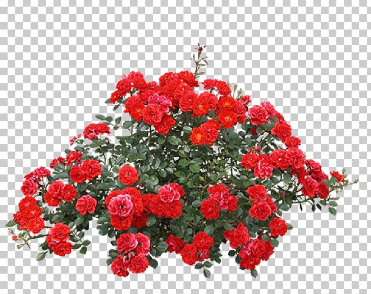 Portable Network Graphics Rose Shrub Psd PNG, Clipart, Annual Plant, Carnation, Cut Flowers, Download, Floral Design Free PNG Download
