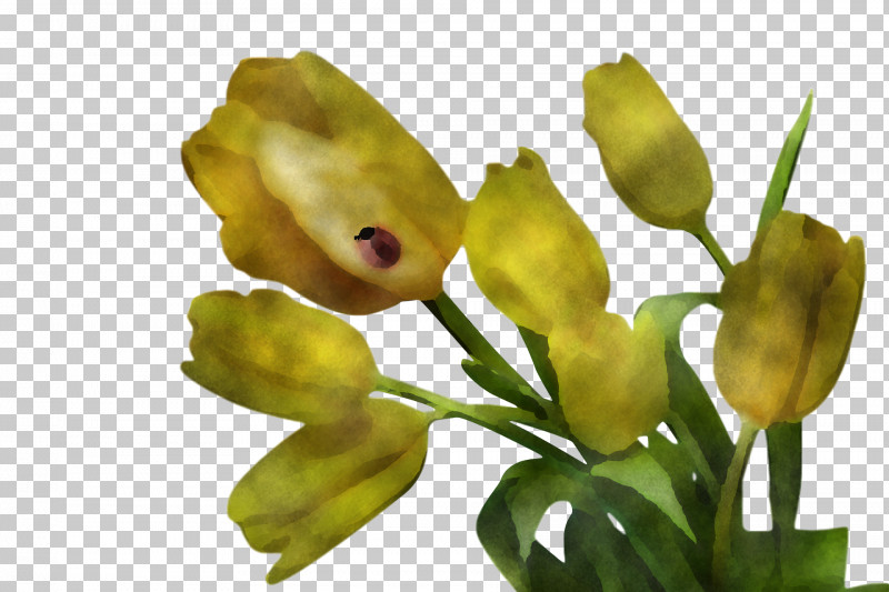 Spring PNG, Clipart, Bud, Cut Flowers, Flower, Petal, Plant Free PNG Download