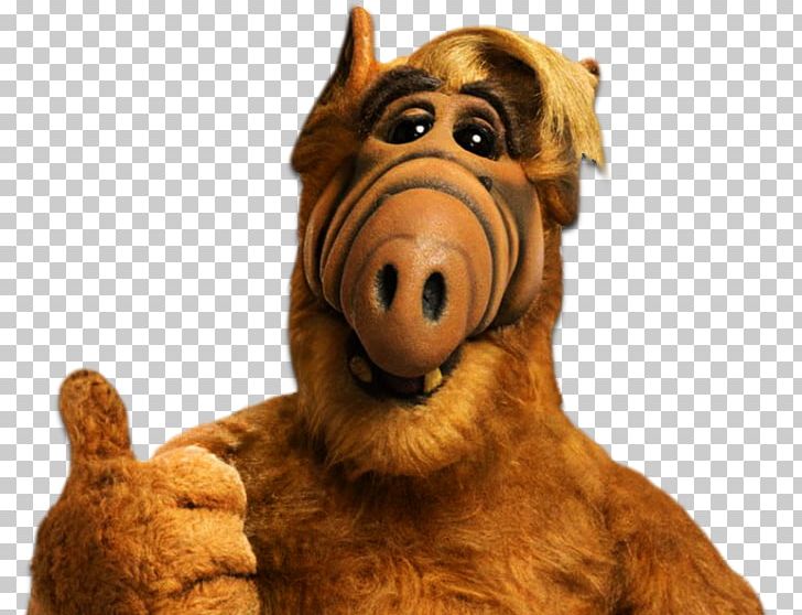ALF Television Show Melmac Extraterrestrial Life PNG, Clipart, Actor, Alf, Ateam, Dog Breed, Dog Like Mammal Free PNG Download