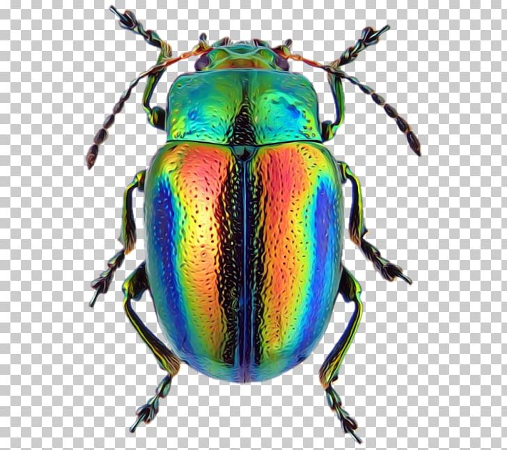 Beetle Chrysolina Fastuosa Chrysolina Cerealis European Rose Chafer PNG, Clipart, Animal, Animals, Arthropod, Beetle, Chafer Beetle Free PNG Download