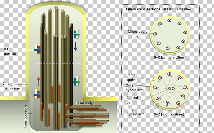 Cilium Flagellum Ciliate Cell Organelle PNG, Clipart, Angle, Biology, Cell, Ciliate, Cilium Free PNG Download